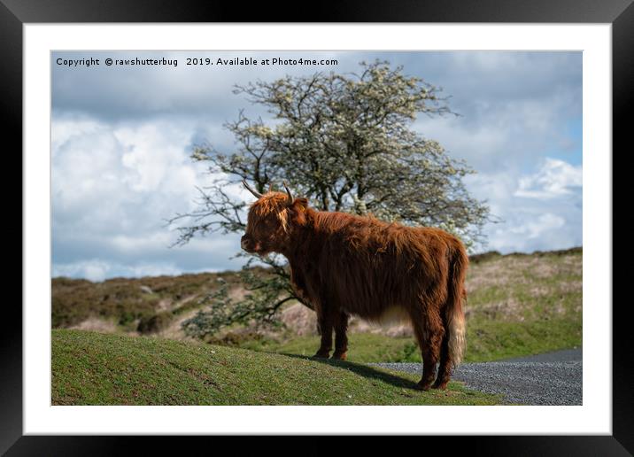 Highland Cow At Dartmoor National Park Framed Mounted Print by rawshutterbug 