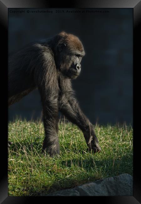 Inquisitive Gorilla Lope Framed Print by rawshutterbug 