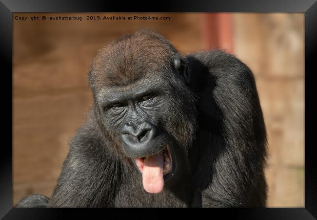Gorilla Lope Showing His Tongue Framed Print by rawshutterbug 