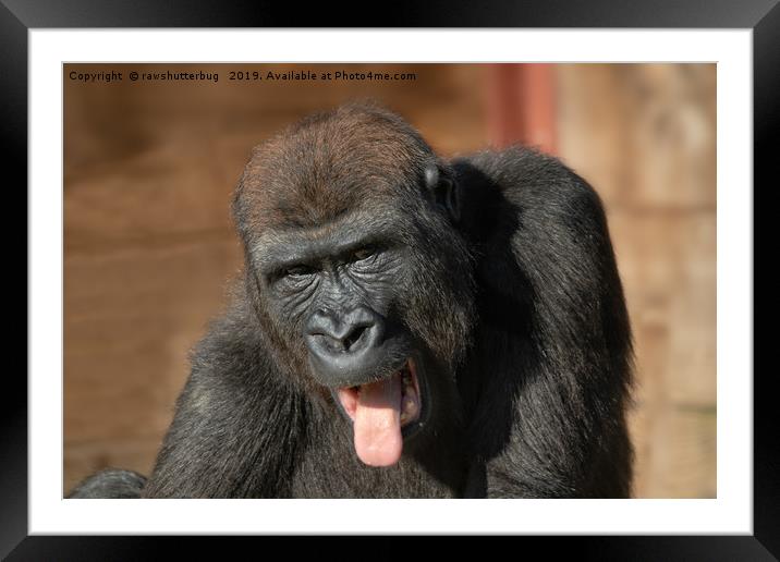 Gorilla Lope Showing His Tongue Framed Mounted Print by rawshutterbug 
