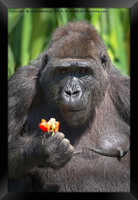 Gorilla Loves Her Pepper Framed Print by rawshutterbug 