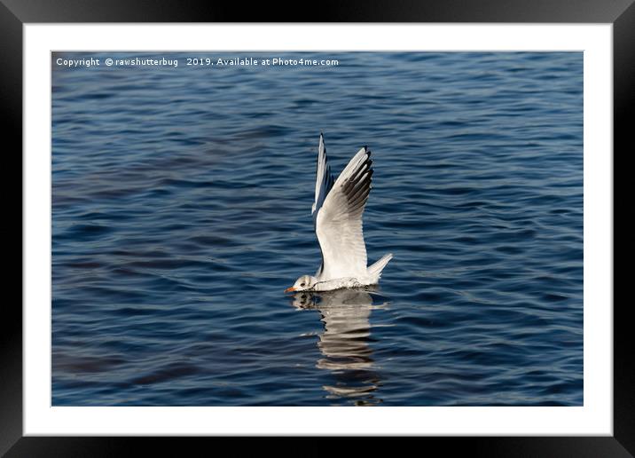 The Seagull Has Landed Framed Mounted Print by rawshutterbug 