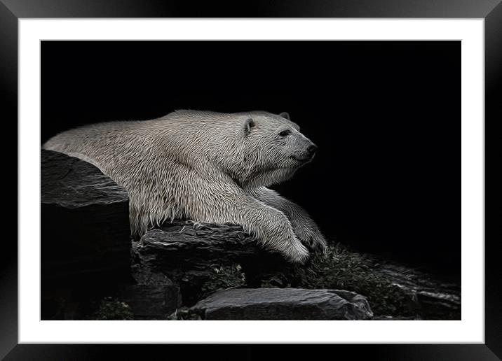 Polar Bear On The Rock Framed Mounted Print by rawshutterbug 