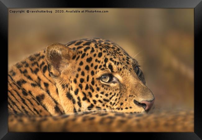 Face Of A Leopard Framed Print by rawshutterbug 