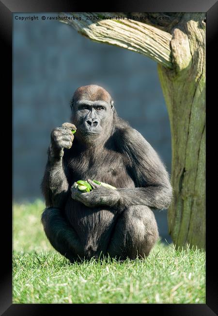Gorilla Lope Snack Time Framed Print by rawshutterbug 