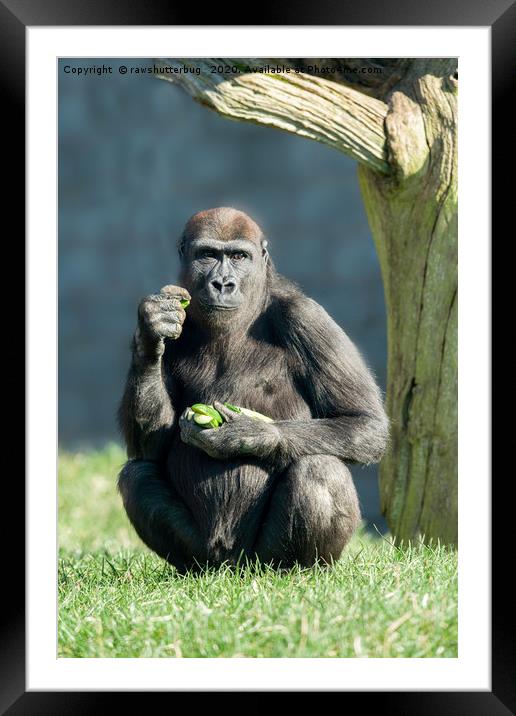 Gorilla Lope Snack Time Framed Mounted Print by rawshutterbug 