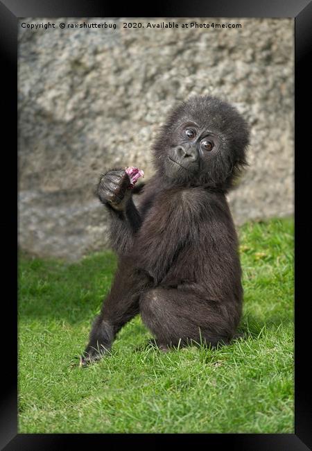 Cute Baby Gorilla Framed Print by rawshutterbug 