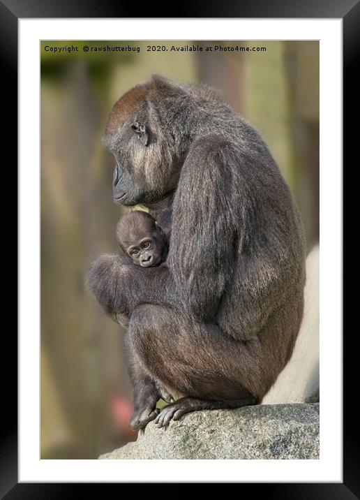 Gorilla Mother And Her Baby Framed Mounted Print by rawshutterbug 