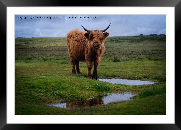 Highland Cow By The Water Puddle Framed Mounted Print by rawshutterbug 