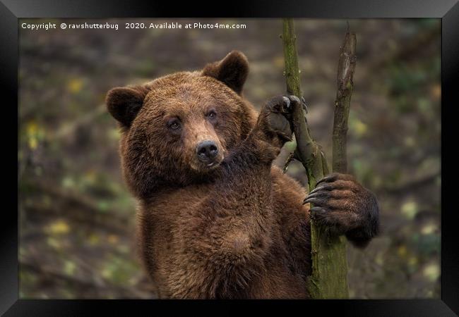 Brown Bear All Paws And Claws Framed Print by rawshutterbug 