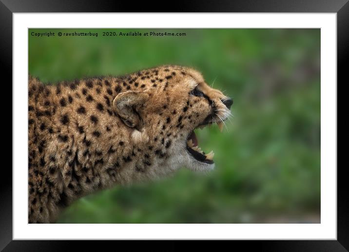 Cheetah Call Framed Mounted Print by rawshutterbug 