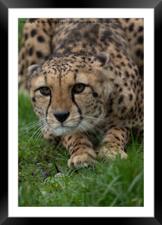 Stalking Cheetah Framed Mounted Print by rawshutterbug 