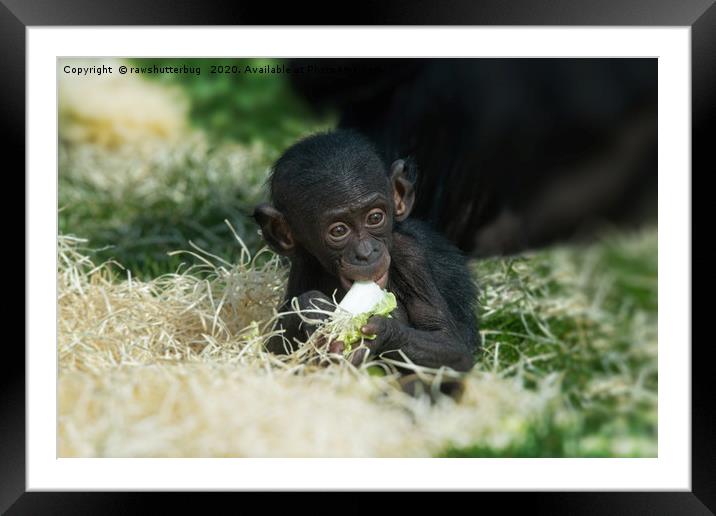 Lola The Bonobo Baby Framed Mounted Print by rawshutterbug 