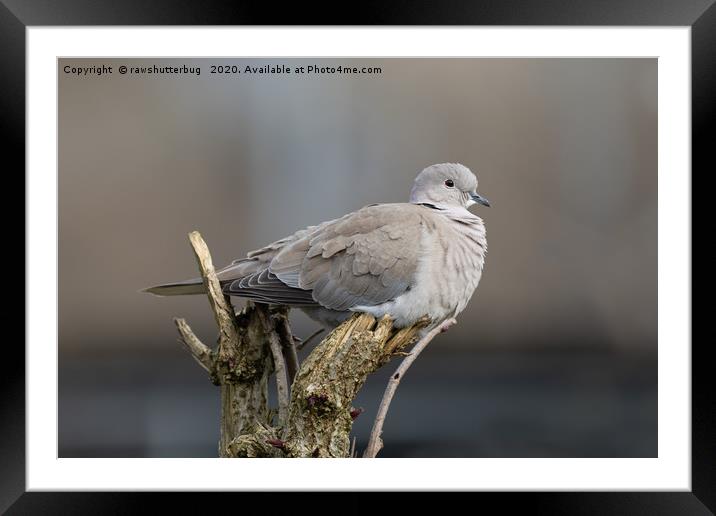 Red-Eyed Dove Framed Mounted Print by rawshutterbug 