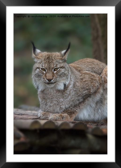 Lynx Looking At You Framed Mounted Print by rawshutterbug 