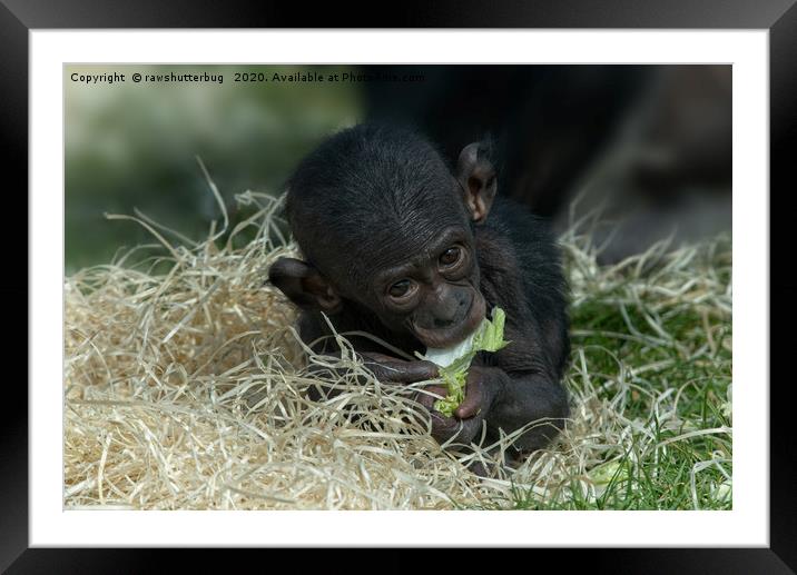 Cheeky Bonobo Baby Framed Mounted Print by rawshutterbug 