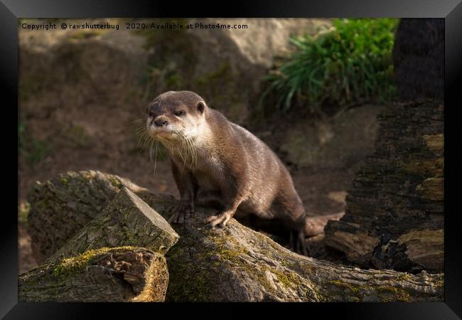 Otter On The Look Out  Framed Print by rawshutterbug 