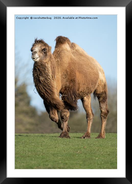 Camel In A Rush Framed Mounted Print by rawshutterbug 