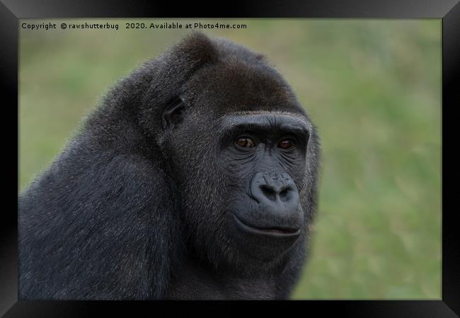 Gorilla Portrait Framed Print by rawshutterbug 