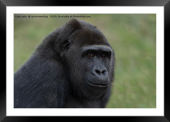 Gorilla Portrait Framed Mounted Print by rawshutterbug 