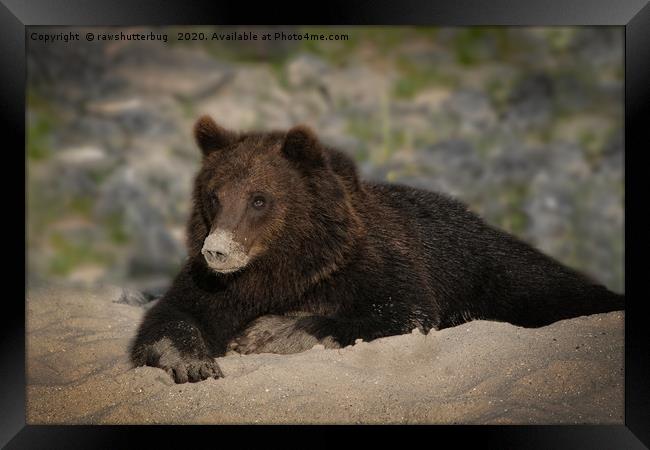 Grizzly Bear With A Sandy Nose Framed Print by rawshutterbug 