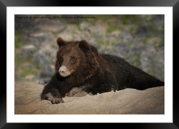 Grizzly Bear With A Sandy Nose Framed Mounted Print by rawshutterbug 