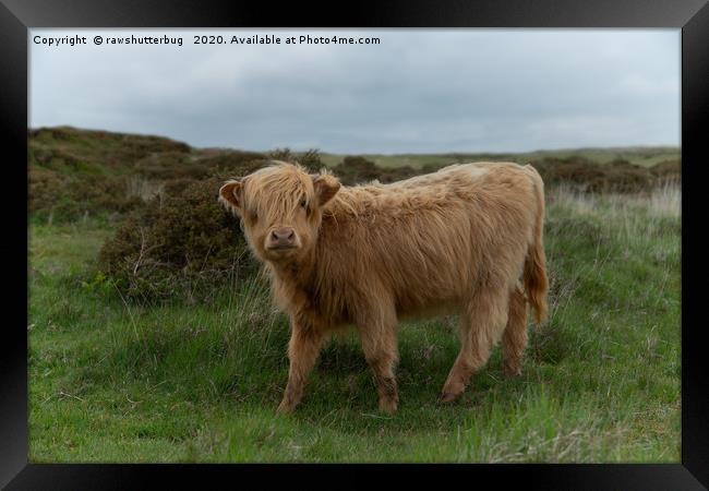 Baby Highland Cow Framed Print by rawshutterbug 