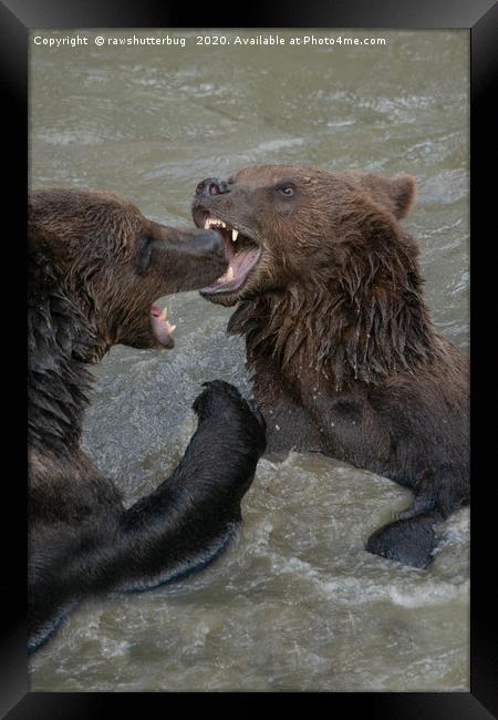 Ferocious Grizzly Bear Battle Framed Print by rawshutterbug 