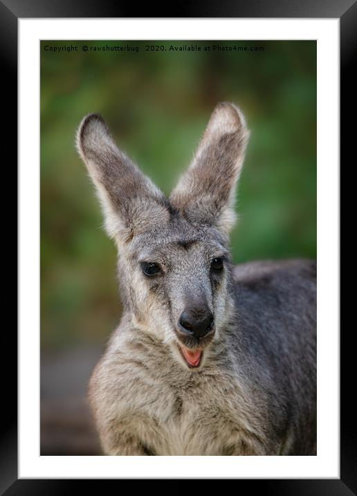 Happy Looking Kangaroo Framed Mounted Print by rawshutterbug 