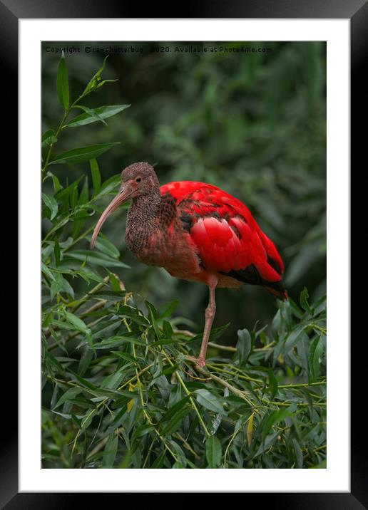Scarlet ibis Framed Mounted Print by rawshutterbug 