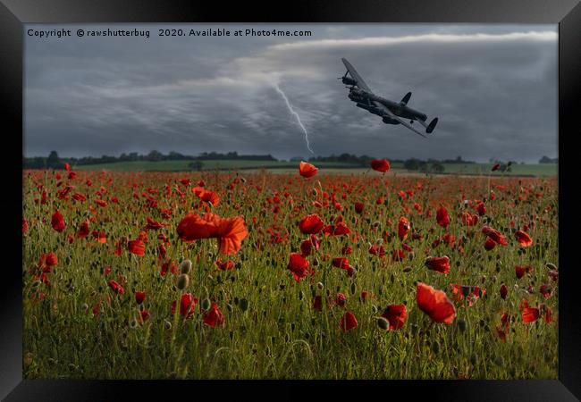 Lancaster Bomber Over A Poppy Field With Lightning Framed Print by rawshutterbug 