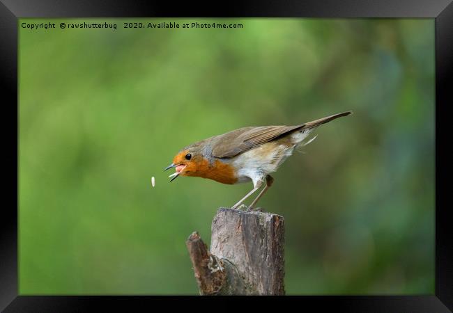 Robin In Action Trying To Catch His Food Framed Print by rawshutterbug 