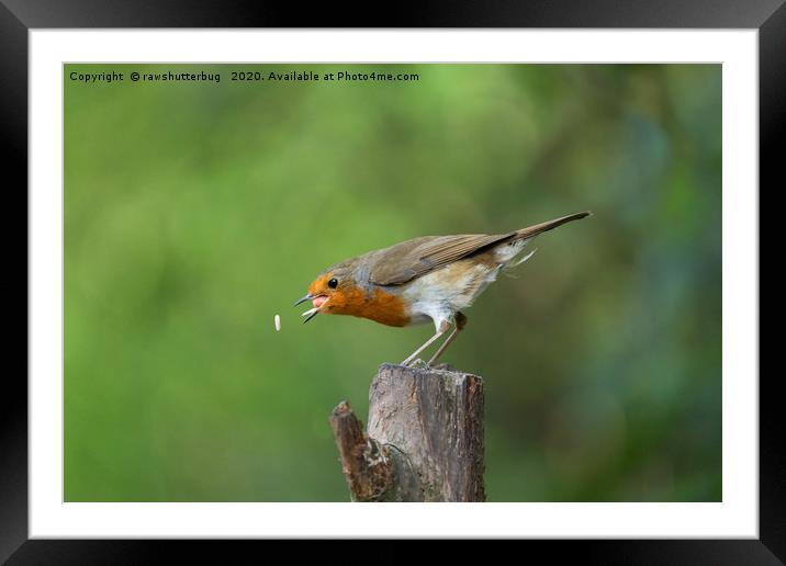 Robin In Action Trying To Catch His Food Framed Mounted Print by rawshutterbug 