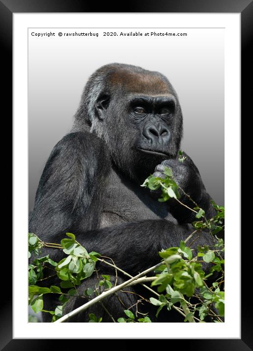 Gorilla Asante Framed Mounted Print by rawshutterbug 