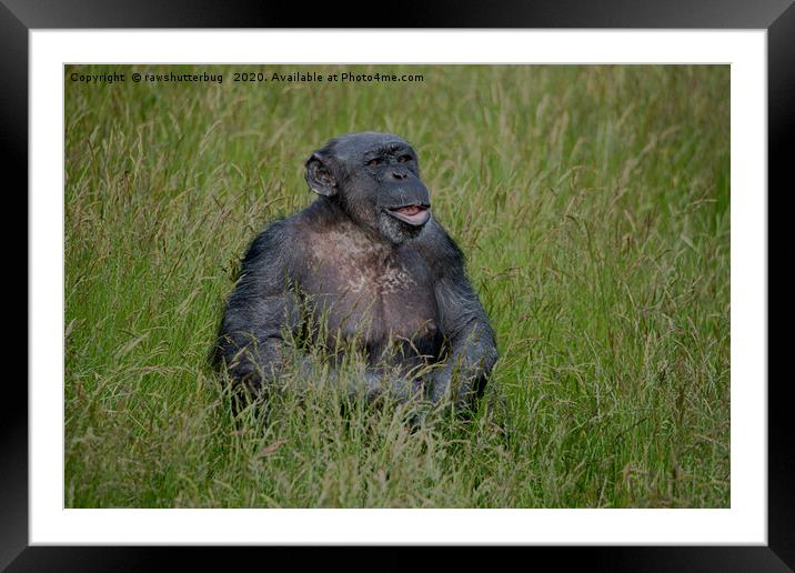 Chimpanzee Sitting In The Grass Framed Mounted Print by rawshutterbug 