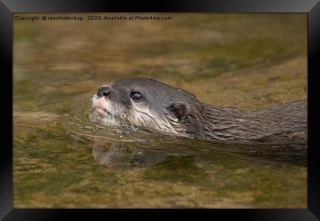 Swimming Otter Framed Print by rawshutterbug 