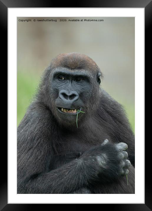 Lovable Gorilla Rascal Lope Framed Mounted Print by rawshutterbug 