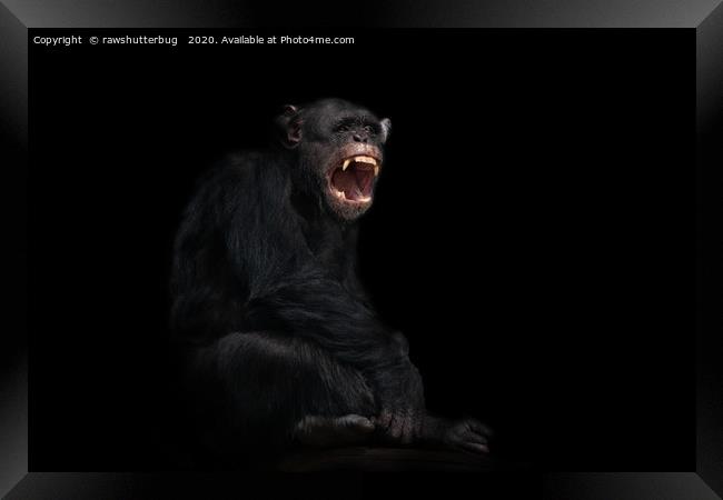 Chimpanzee Showing His Teeth Framed Print by rawshutterbug 
