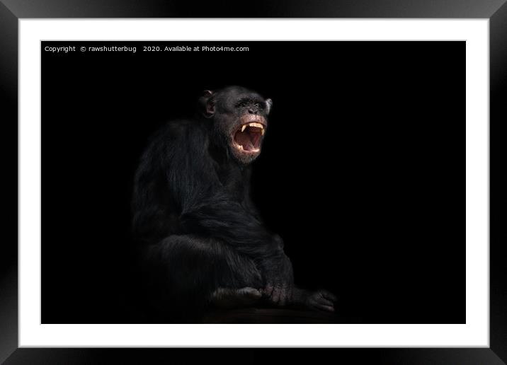 Chimpanzee Showing His Teeth Framed Mounted Print by rawshutterbug 
