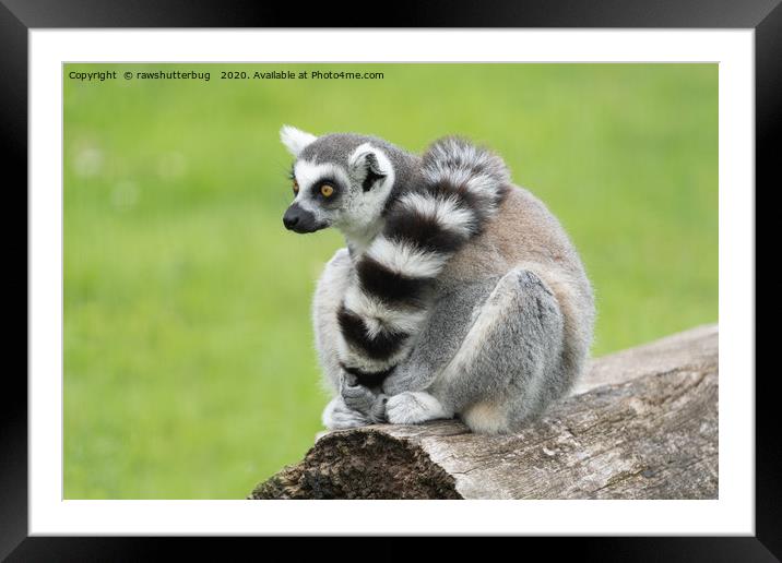 Lemur Framed Mounted Print by rawshutterbug 
