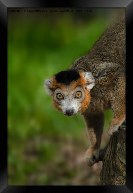 Crowned Lemur Framed Print by rawshutterbug 