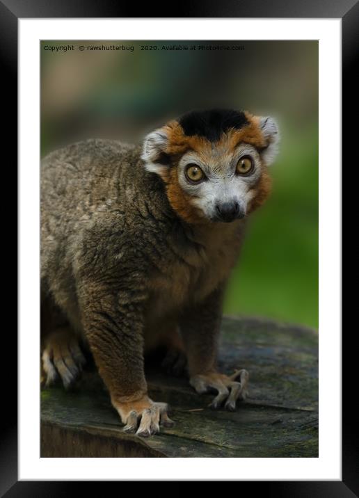 Crowned Lemur Looking At You Framed Mounted Print by rawshutterbug 