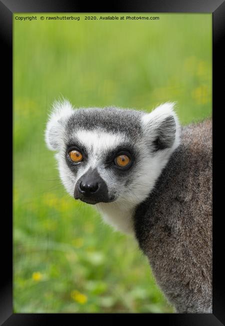 Eyes Of A Ring Tailed Lemur Framed Print by rawshutterbug 