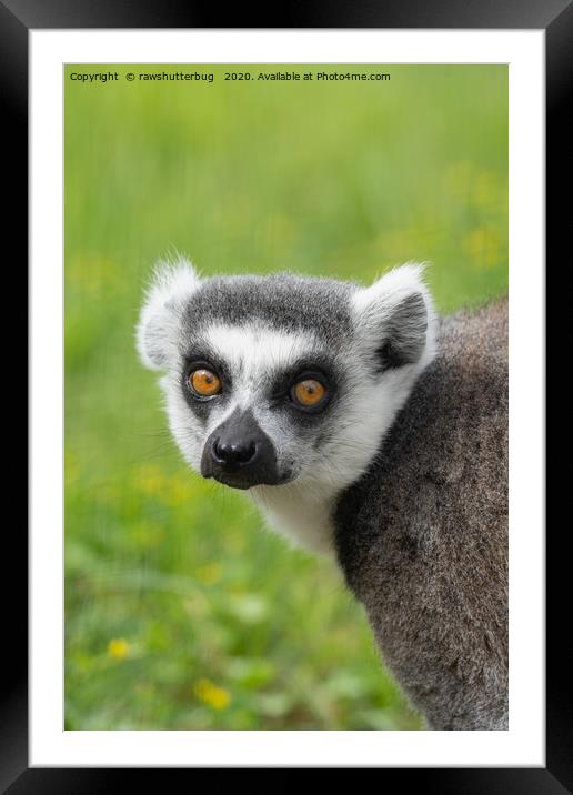 Eyes Of A Ring Tailed Lemur Framed Mounted Print by rawshutterbug 