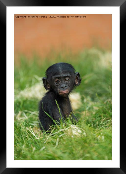 Baby Bonobo Framed Mounted Print by rawshutterbug 