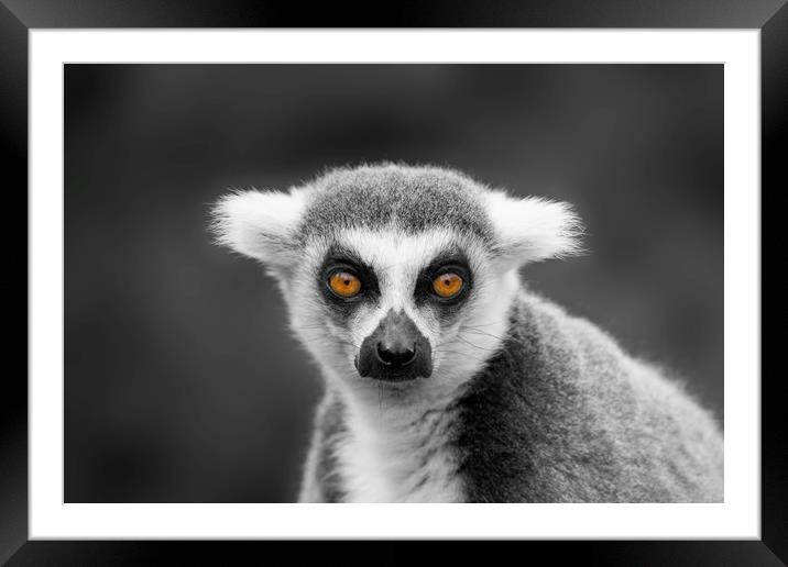 Ring-Tailed Lemur Portrait Framed Mounted Print by rawshutterbug 