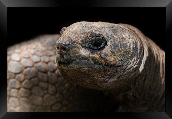 Giant Aldabra Tortoise Close-Up Framed Print by rawshutterbug 