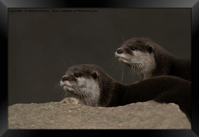 Otter Brothers Framed Print by rawshutterbug 
