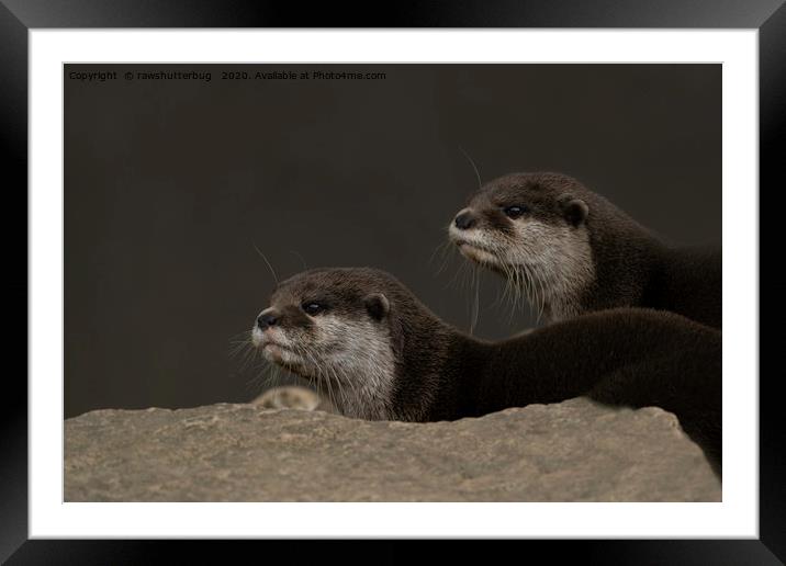 Otter Brothers Framed Mounted Print by rawshutterbug 