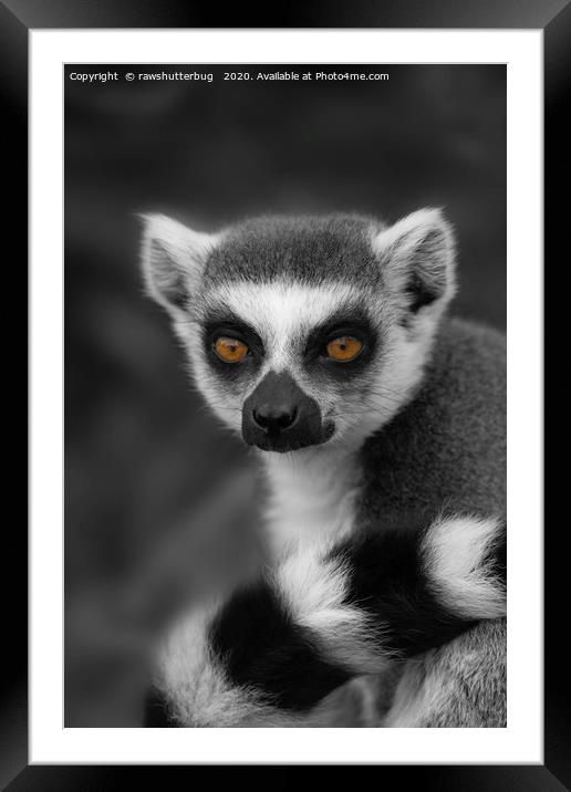 Lemur Eyes Framed Mounted Print by rawshutterbug 